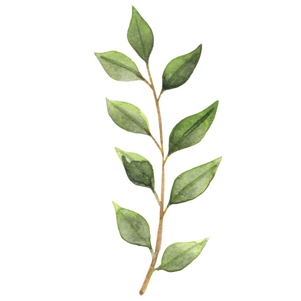 一束秋季绿叶水彩装饰秋季季节和感恩节。图片下载