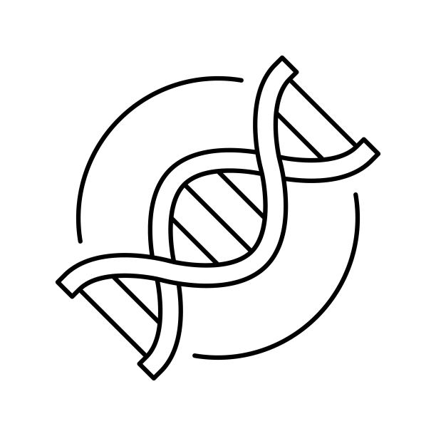 DNA研究线图标矢量插图图片下载