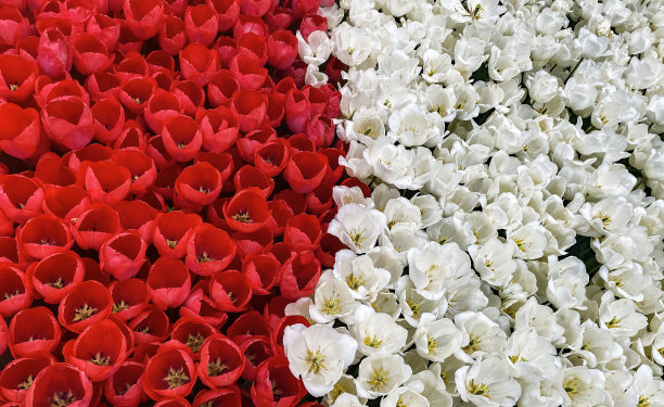 春天新鲜的郁金香和波兰国旗一样鲜艳图片下载