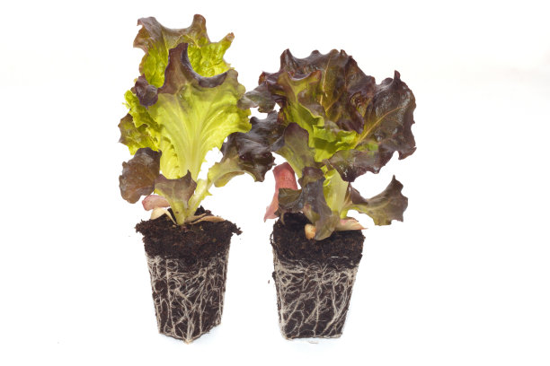 容器类沙拉图片下载