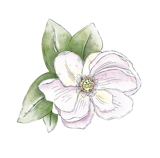 一组玉兰花。水彩手绘插图，孤立图片下载