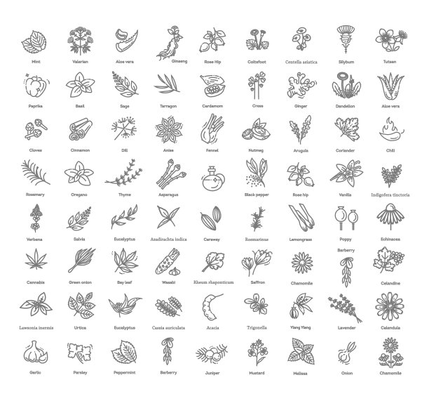 调味品和香草图标集图片下载