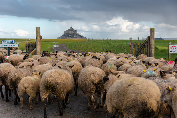 羊群和圣米歇尔山。图片下载