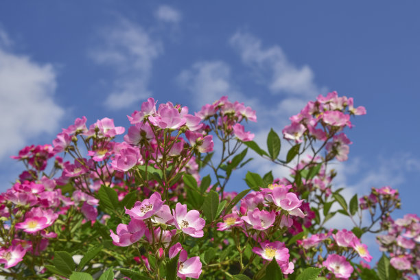 粉色的芭蕾舞演员图片下载