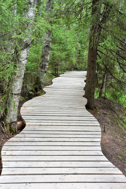 森林里的木路图片下载