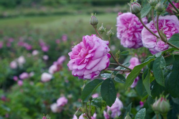 公园里的玫瑰图片下载