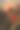 公园里的玫瑰图片下载