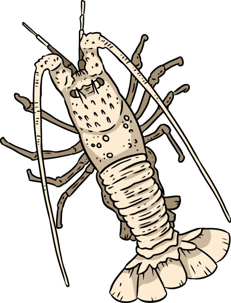 龙虾线条涂鸦着色书设计图片下载