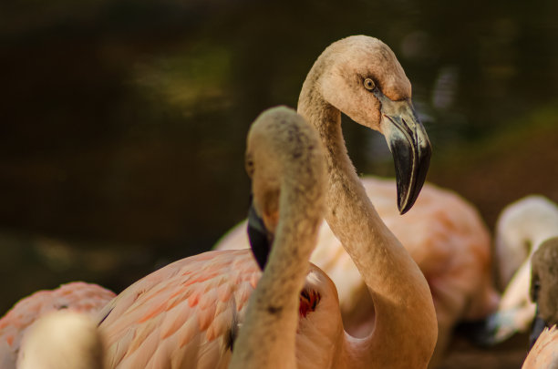 火烈鸟图片下载