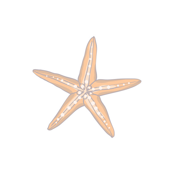 可爱的粉红色贝壳。手绘插图矢量。图片下载