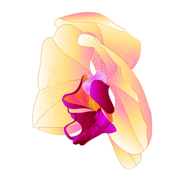 兰花蝴蝶兰属黄色天然花图片下载