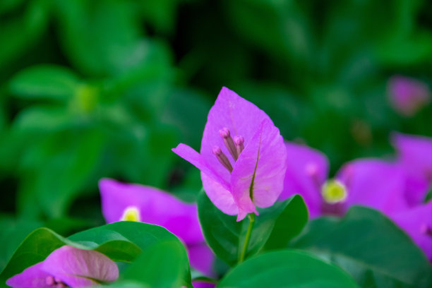 紫色的花图片下载