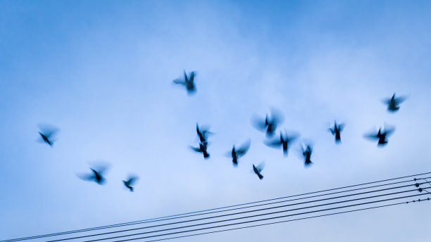 鸟儿飞离电线。使用慢速快门拍摄的动态模糊图像。图片下载