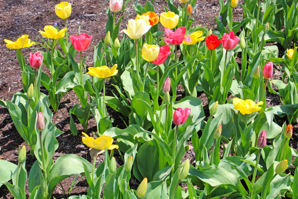 美国俄亥俄州茵尼斯伍德公园的春天图片下载