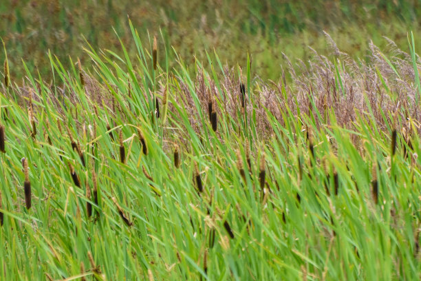沼泽的香蒲图片下载