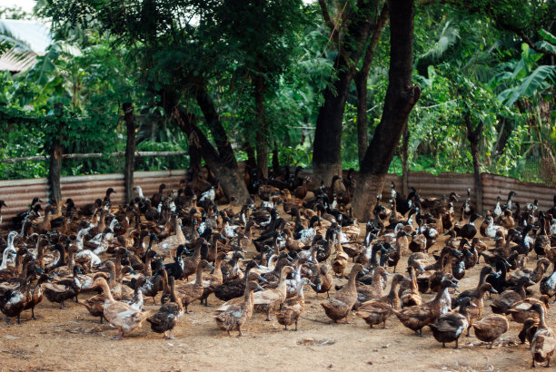 农业的女鸭子图片下载