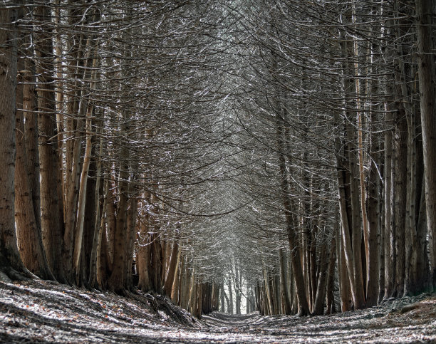 黑暗森林图片下载