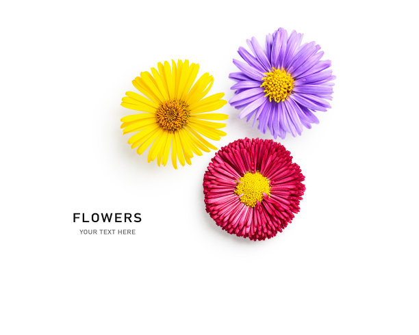 夏日花卉创意布局。雏菊，紫菀和多罗妮花图片下载