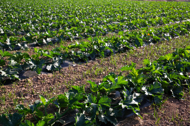 生长在农田里的小西葫芦图片下载