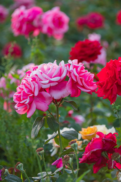 粉红玫瑰特写图片下载