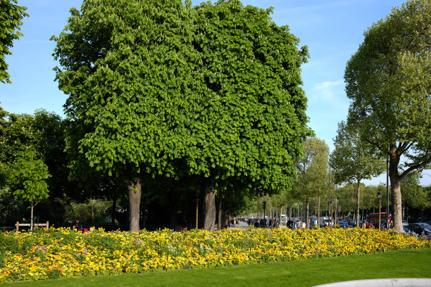 公园里五颜六色的花图片下载