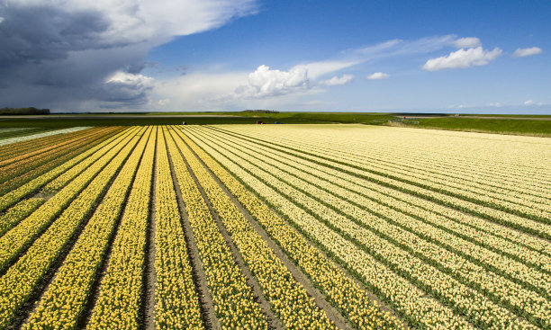 荷兰五彩缤纷的郁金香田图片下载