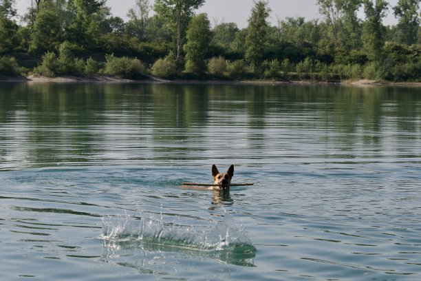 在湖里游泳的比利时马利诺犬图片下载