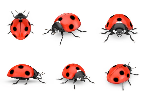 红色逼真的美丽瓢虫。3d渲染图片下载
