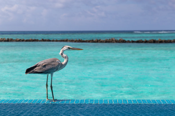 马尔代夫游泳池里的苍鹭图片下载