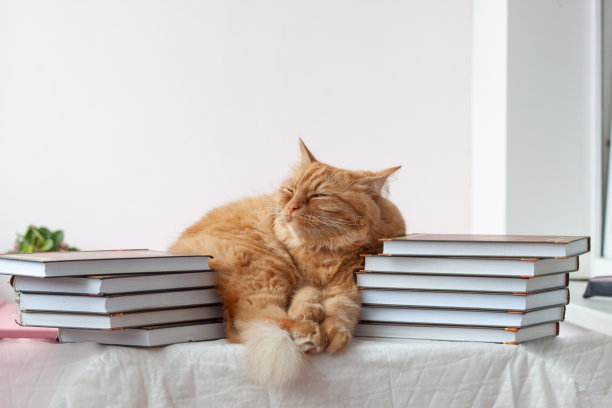 一只红猫躺在两摞教科书之间，即将开学图片下载