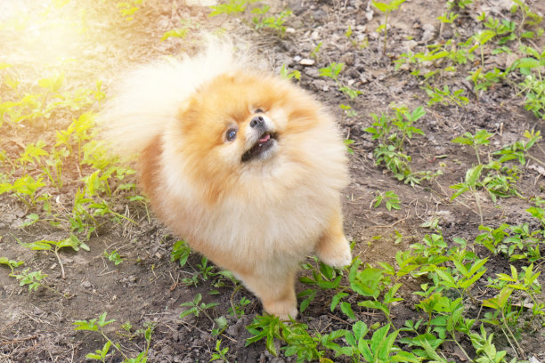 红黄相间的博美斯皮兹犬，有着美丽的口吻，抬头望着地面和绿色的草地。阳光与图片下载