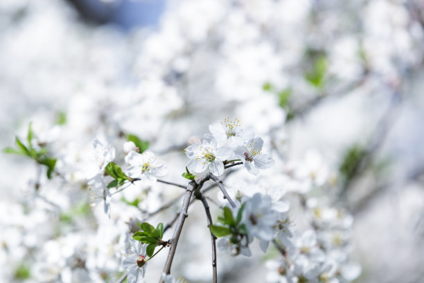 盛开的苹果树特写图片下载