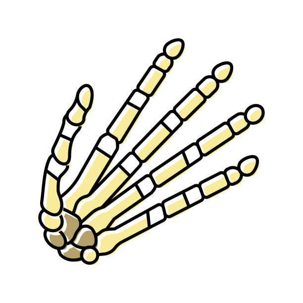 手骨颜色图标矢量插图图片下载