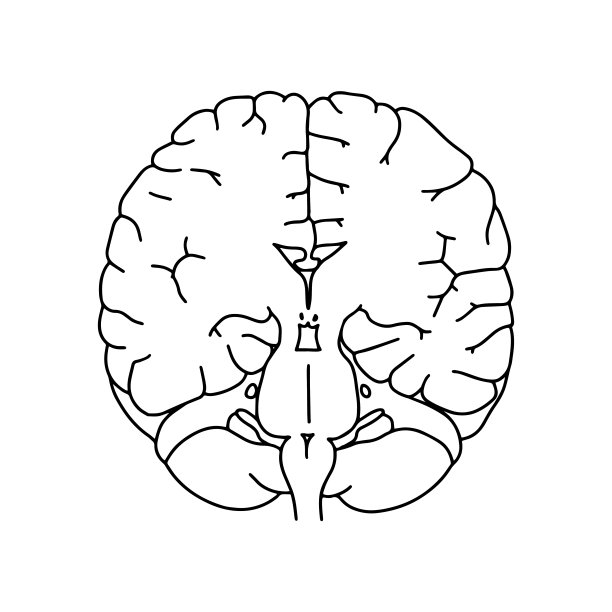 人类大脑的冠状区。图片下载