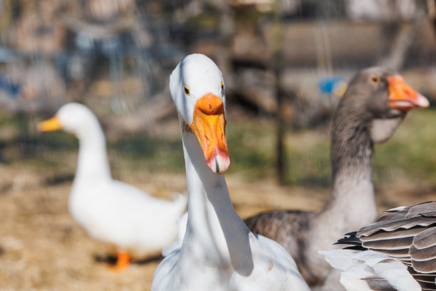 生态农场上行走的鹅的特写图片下载
