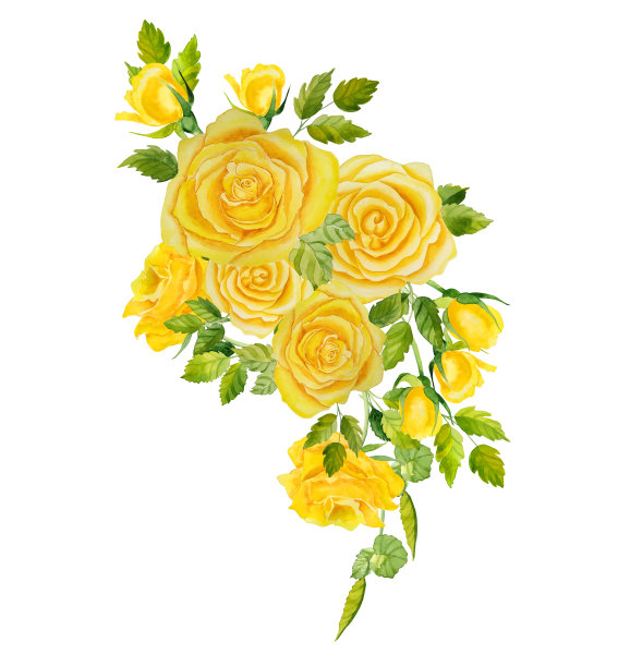 黄色玫瑰插花。水彩手绘插图明信片和版画的衣服。花的设计元素。海报和墙壁艺术。图片下载