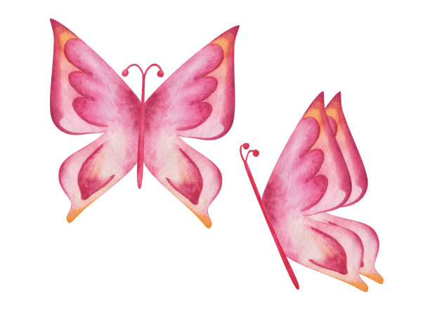 水彩插图手绘粉红色，黄色蝴蝶与展开的翅膀。飞虫是自然界的飞蛾。孤立在白色剪贴画元素明信片，表面图案制作，海报图片下载