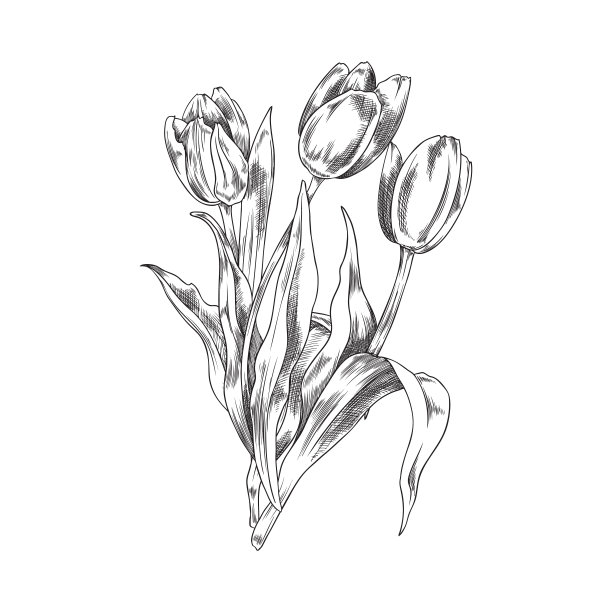 手绘单色开郁金香素描风格，矢量插图图片下载