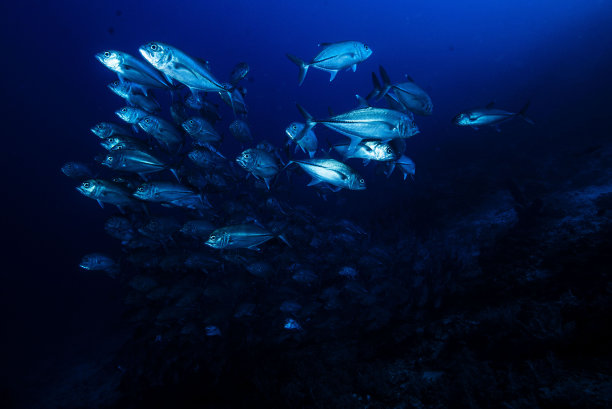 来自海底的美图片下载