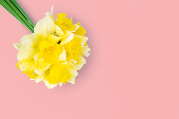 黄色水仙花的花束，水仙在粉红色的背景与拷贝空间图片下载