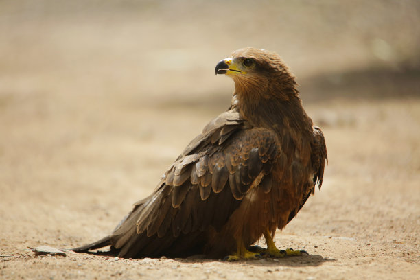 黑鸢，米尔乌斯移民，萨塔拉，马哈拉施特拉邦，印度图片下载