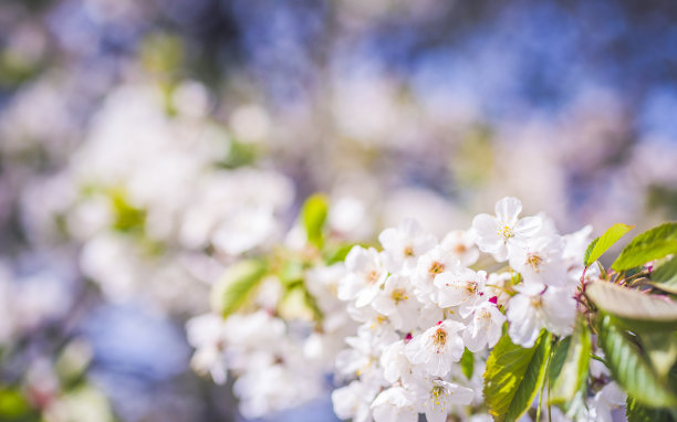 春天盛开的苹果树。花。图片下载