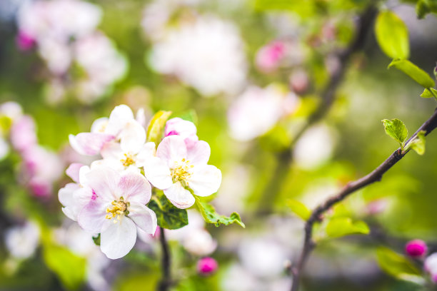 春天盛开的苹果树。花。图片下载