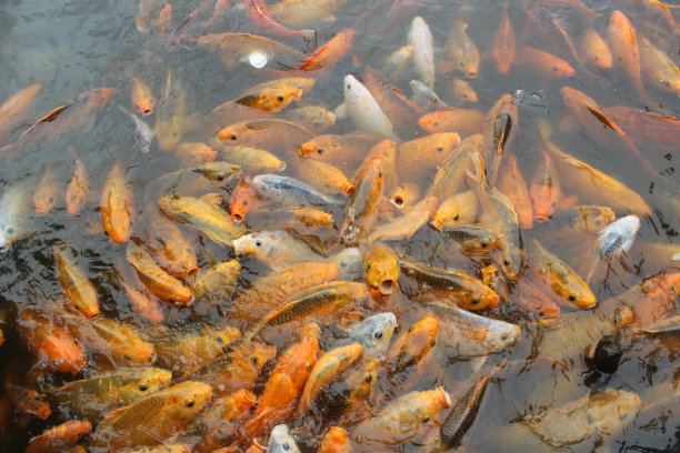 金鱼在水面上图片下载