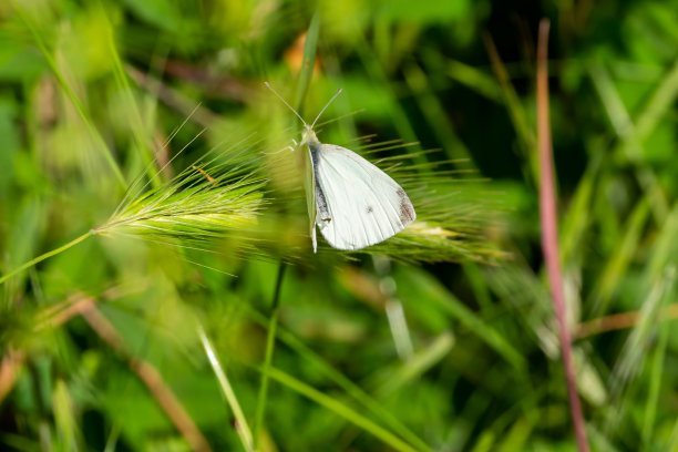 宏观照片。灰色翅膀带黑点的小蝴蝶栖息在地上。有彩色翅膀的昆虫。图片下载