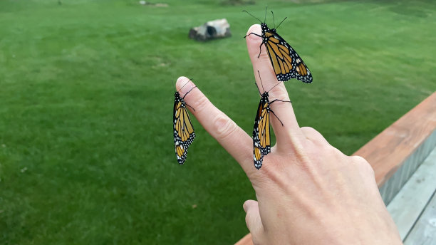 白种人手上的黑脉金斑蝶图片下载