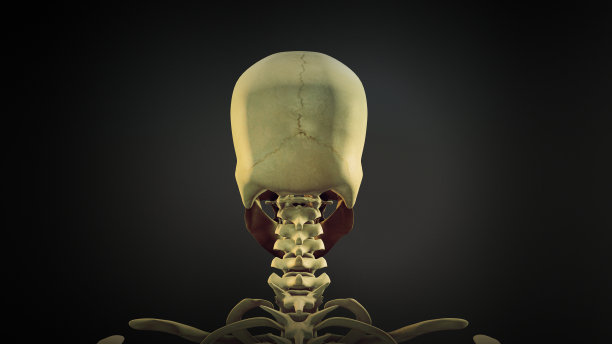 人类颅骨解剖背景图片下载