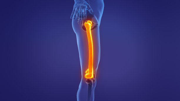 人体股骨解剖图片下载