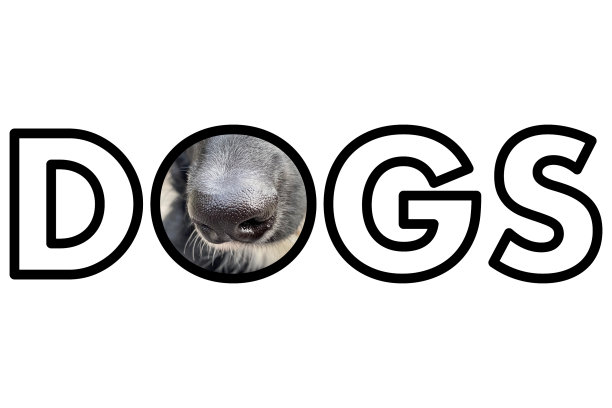 狗广告兽医背景横幅图片下载