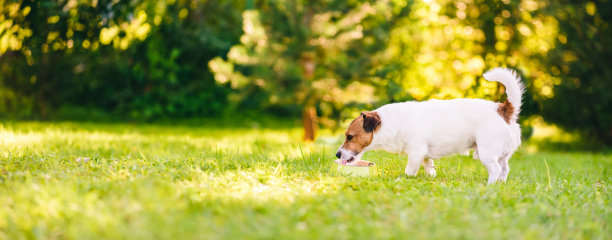 小狗在炎热的夏天用碗喝水，防止过热图片下载